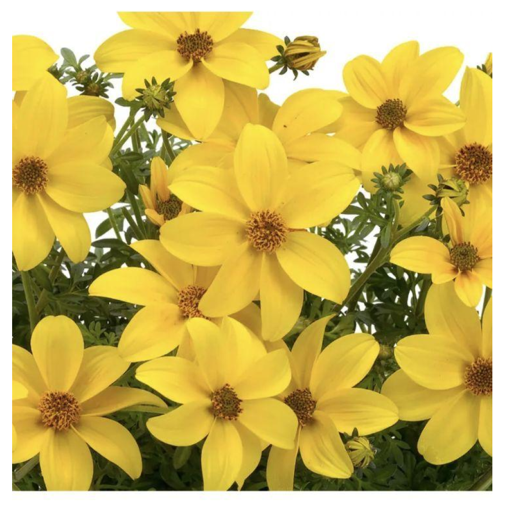 Біденс Ауреа золотистий 0.2г / Hem Zaden