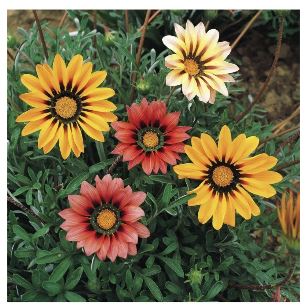 Газанія Сонячне світло 0.1г / Hem Zaden