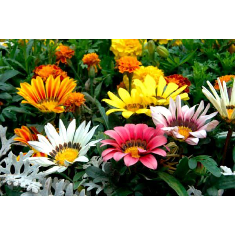 Газанія Сонячне світло 0.1г / Hem Zaden