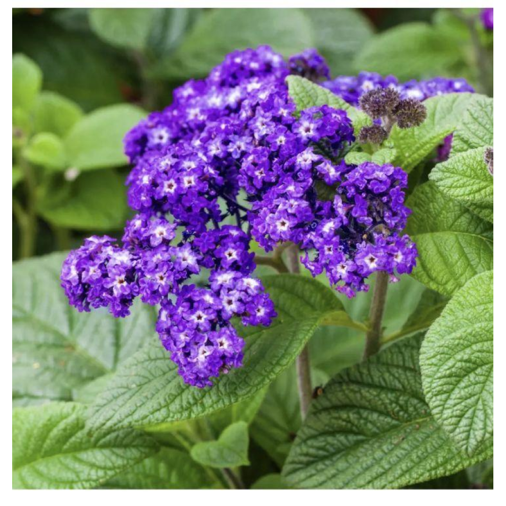 Геліотроп Морський карлик 0.05г / Hem Zaden