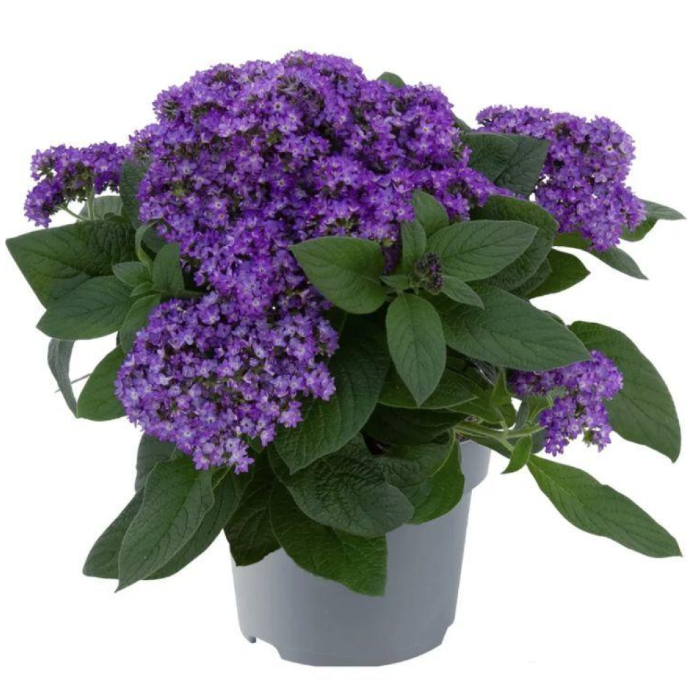 Геліотроп Морський карлик 0.05г / Hem Zaden