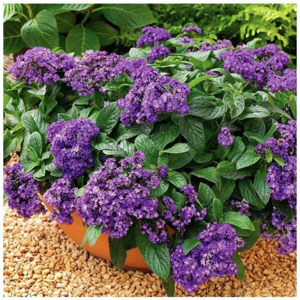 Геліотроп Морський карлик 0.05г / Hem Zaden