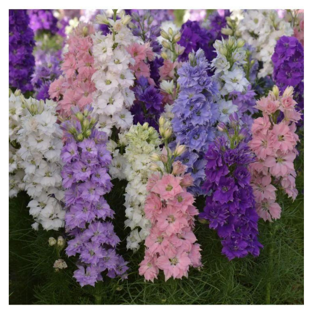 Дельфініум аяксів Гіацинт суміш 0.3г W.Legutko