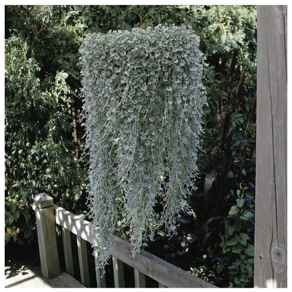 Діхондра Срібний водоспад 5шт / PanAmerican