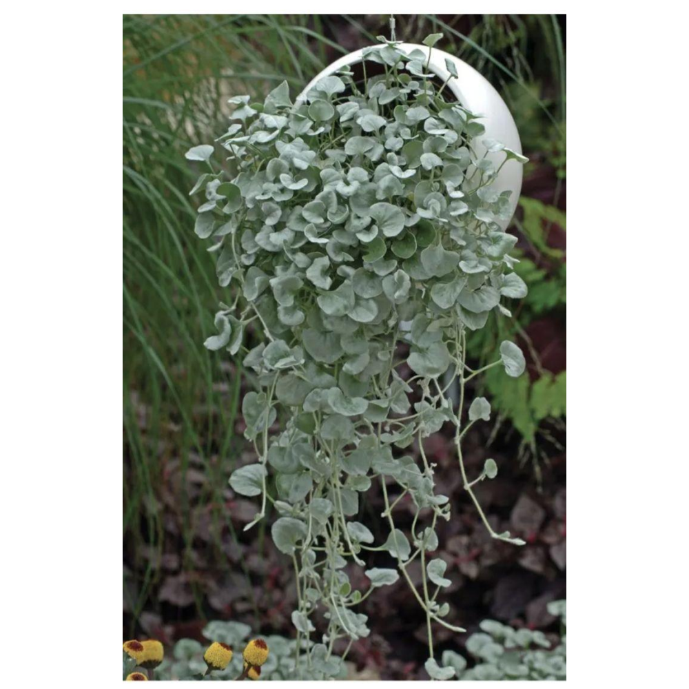 Діхондра Срібний водоспад 5шт / PanAmerican