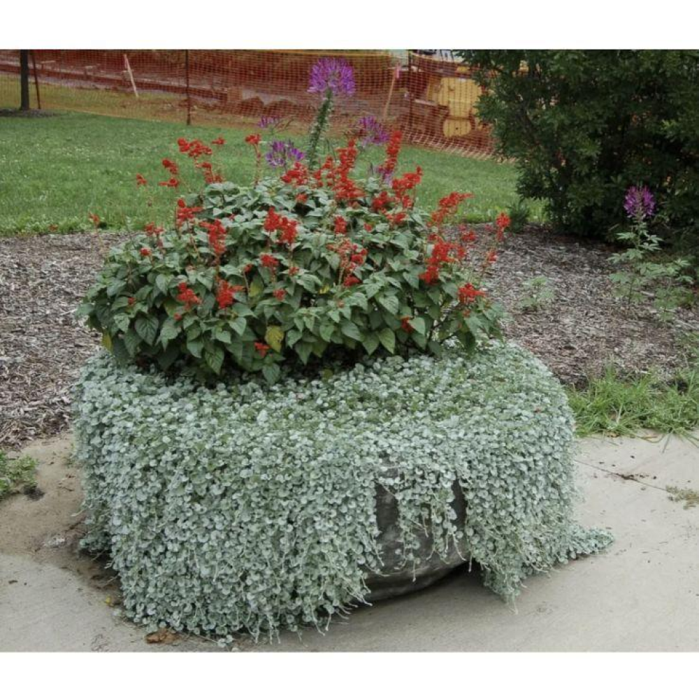 Діхондра Срібний водоспад 5шт / PanAmerican