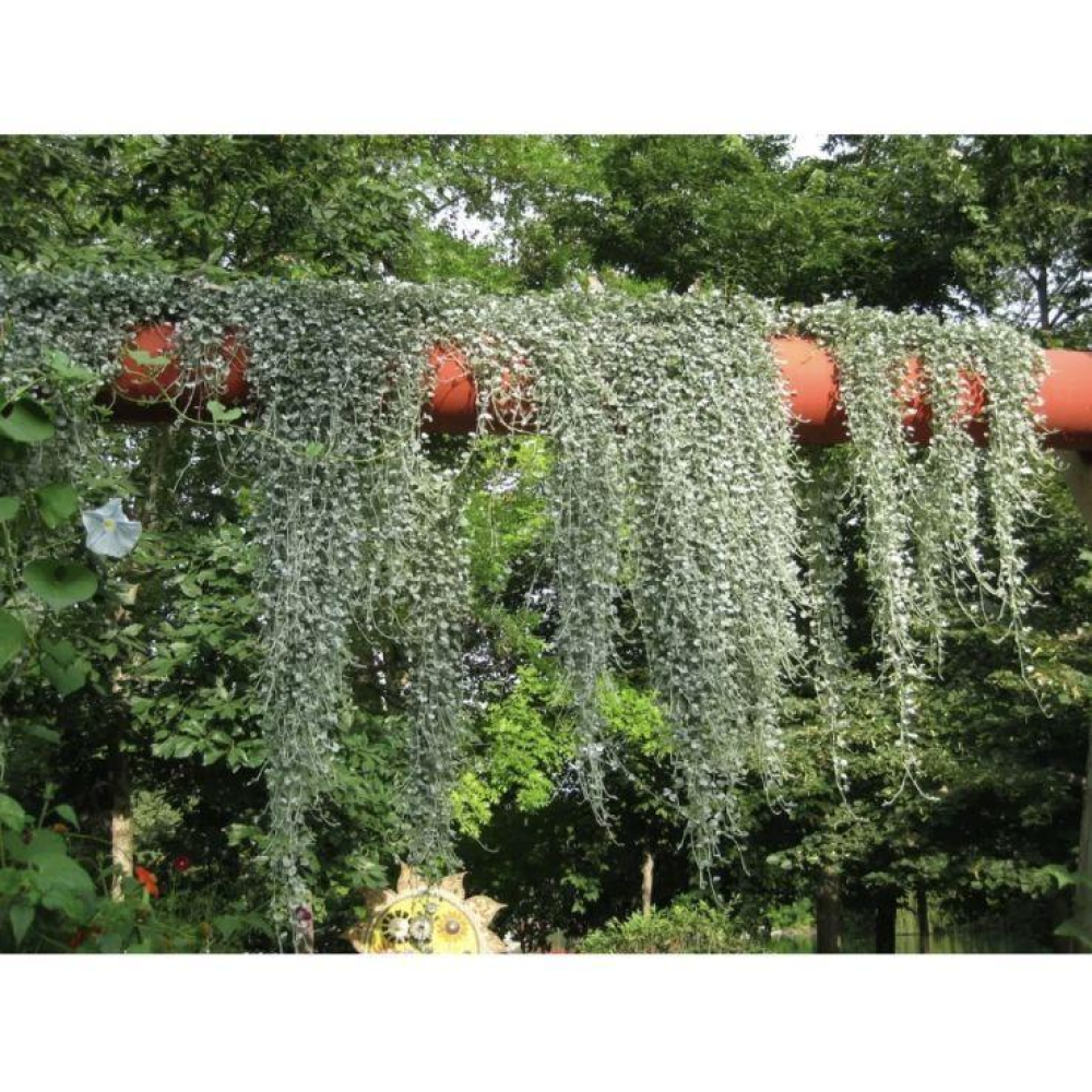 Діхондра Срібний водоспад 5шт / PanAmerican