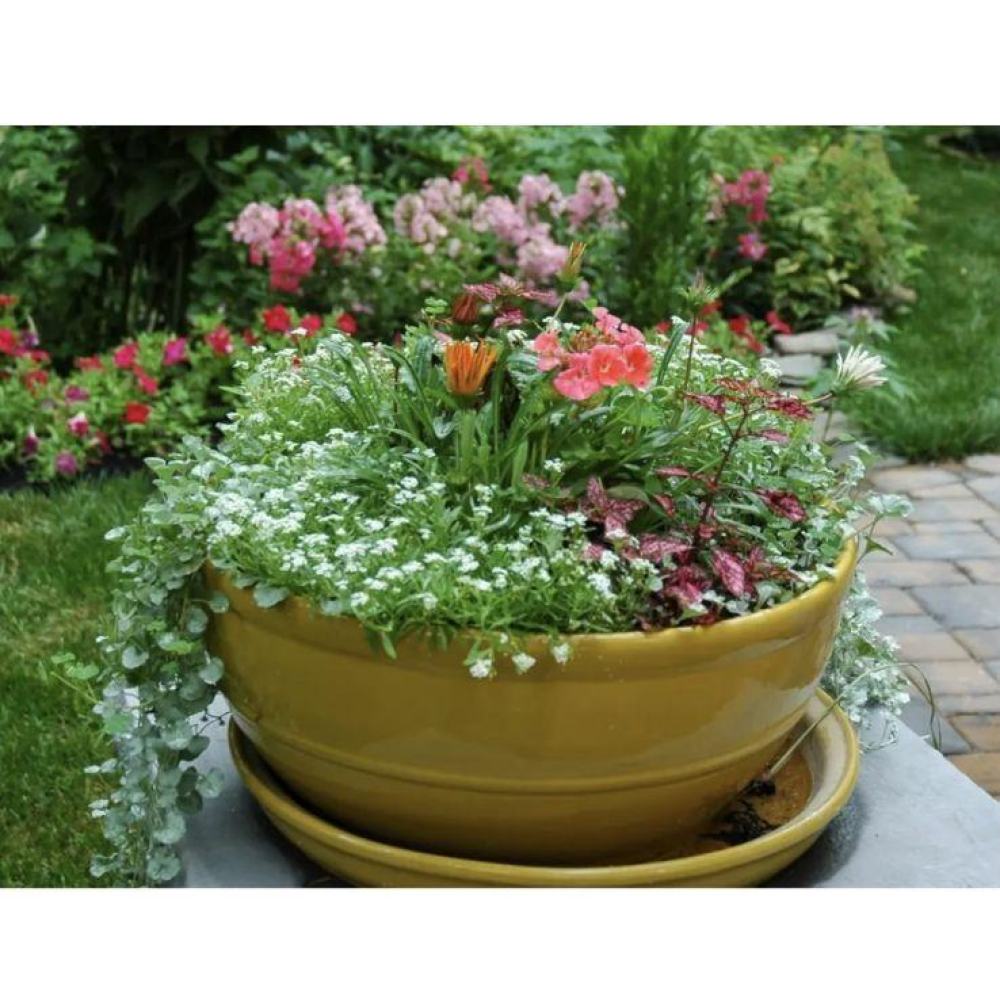 Діхондра Срібний водоспад 5шт / PanAmerican