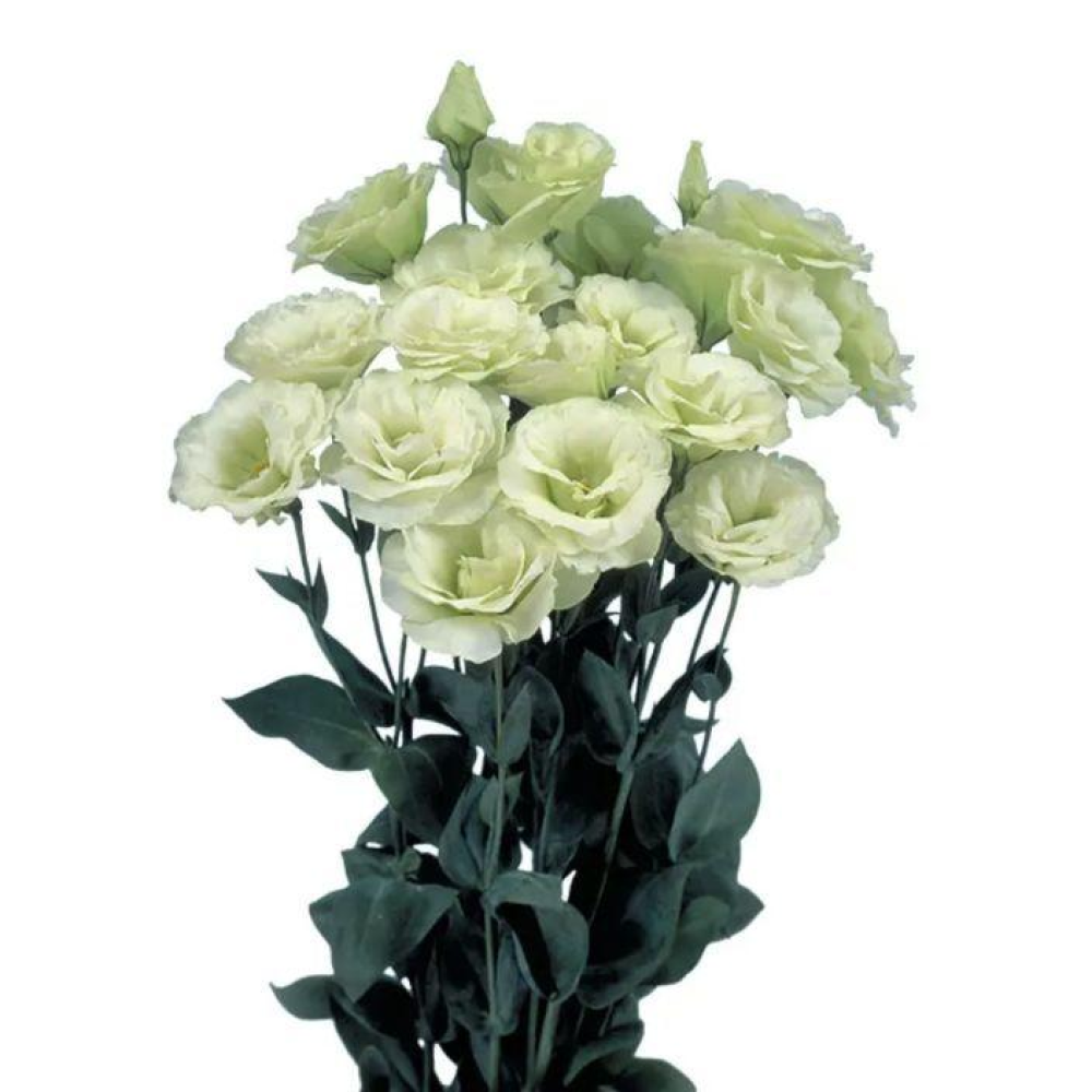 Еустома великоквіткова махрова  Маріачі Лайм грін F1 10шт / Sakata