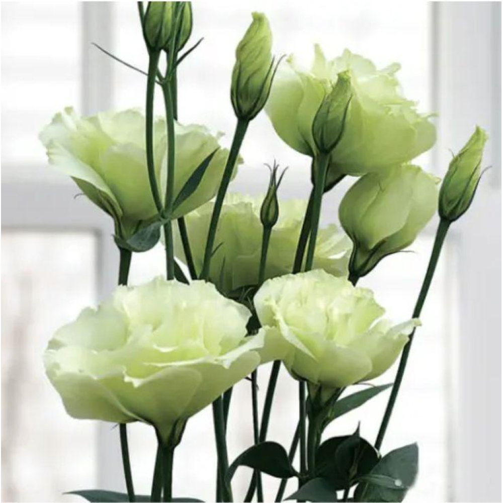 Еустома великоквіткова махрова  Маріачі Лайм грін F1 10шт / Sakata