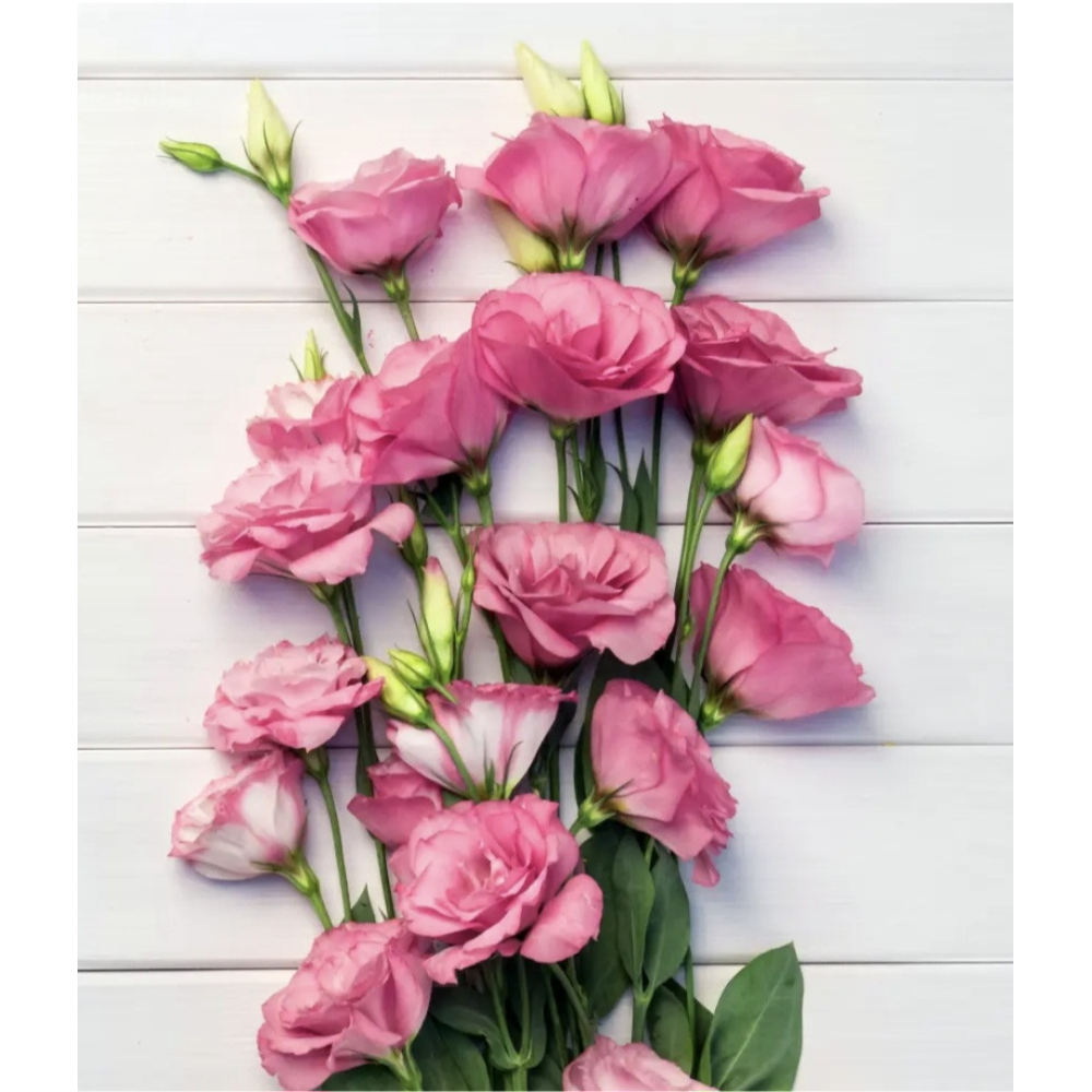 Еустома великоквіткова махрова  Маріачі рожева F1 10шт / Sakata