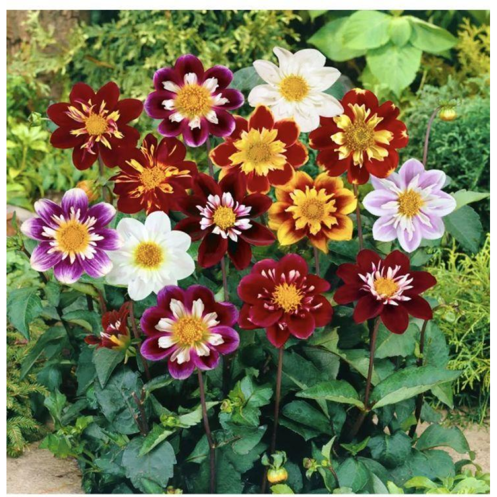 Жоржина низькоросла Денді 0.3г / W. Legutko