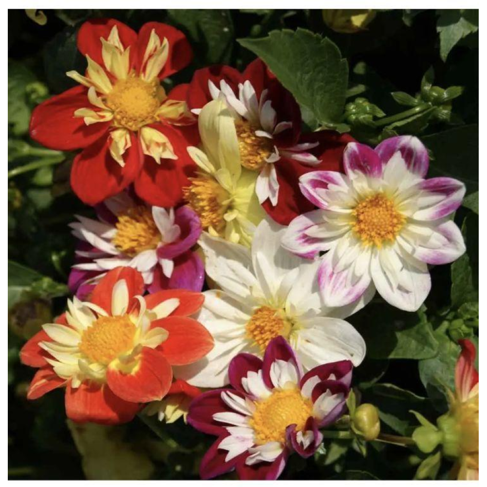 Жоржина низькоросла Денді 0.3г / W. Legutko