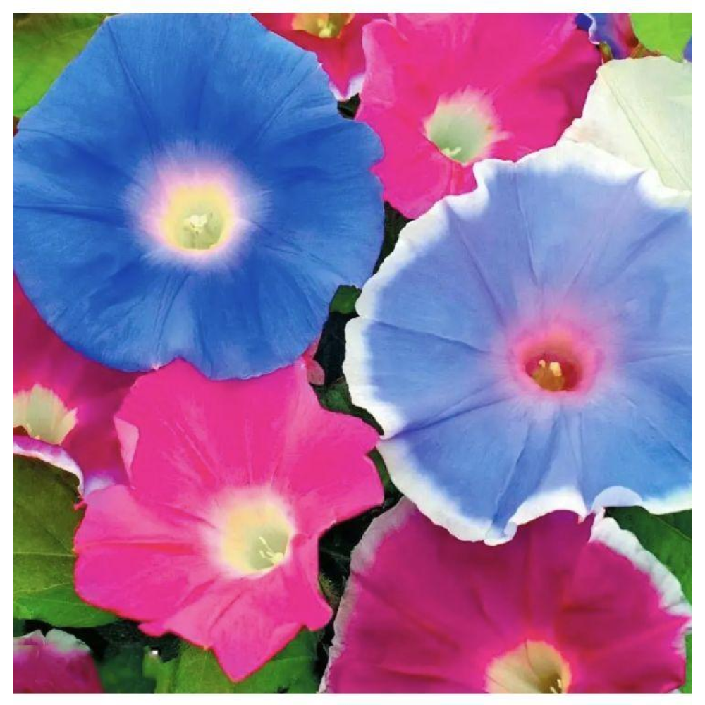 Іпомея Мереживо  0.5г / Hem Zaden