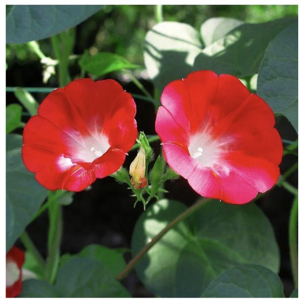 Іпомея Скарлетт О“Хара 0.5г / Hem Zaden