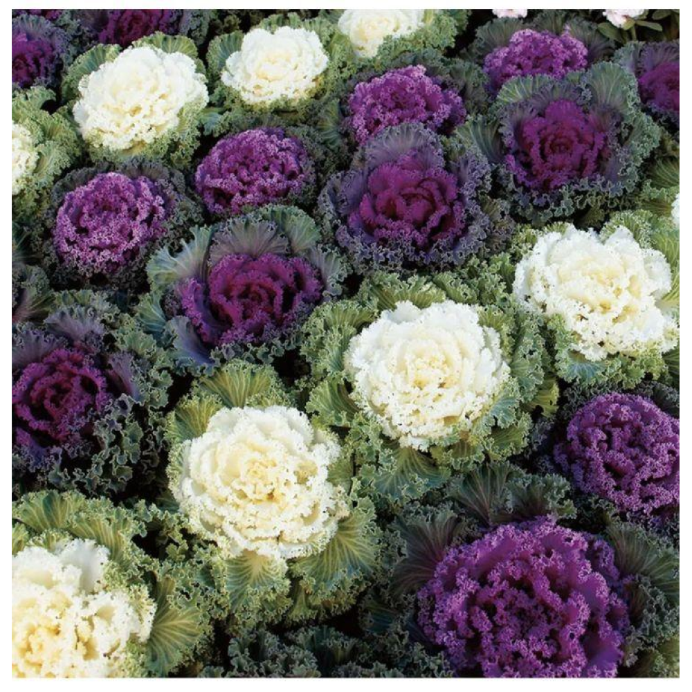 Капуста декоративна Нагоя 20шт / Sakata