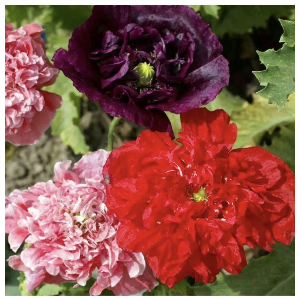 Мак махровий Хмаринка суміш 0.3г / Hem Zaden