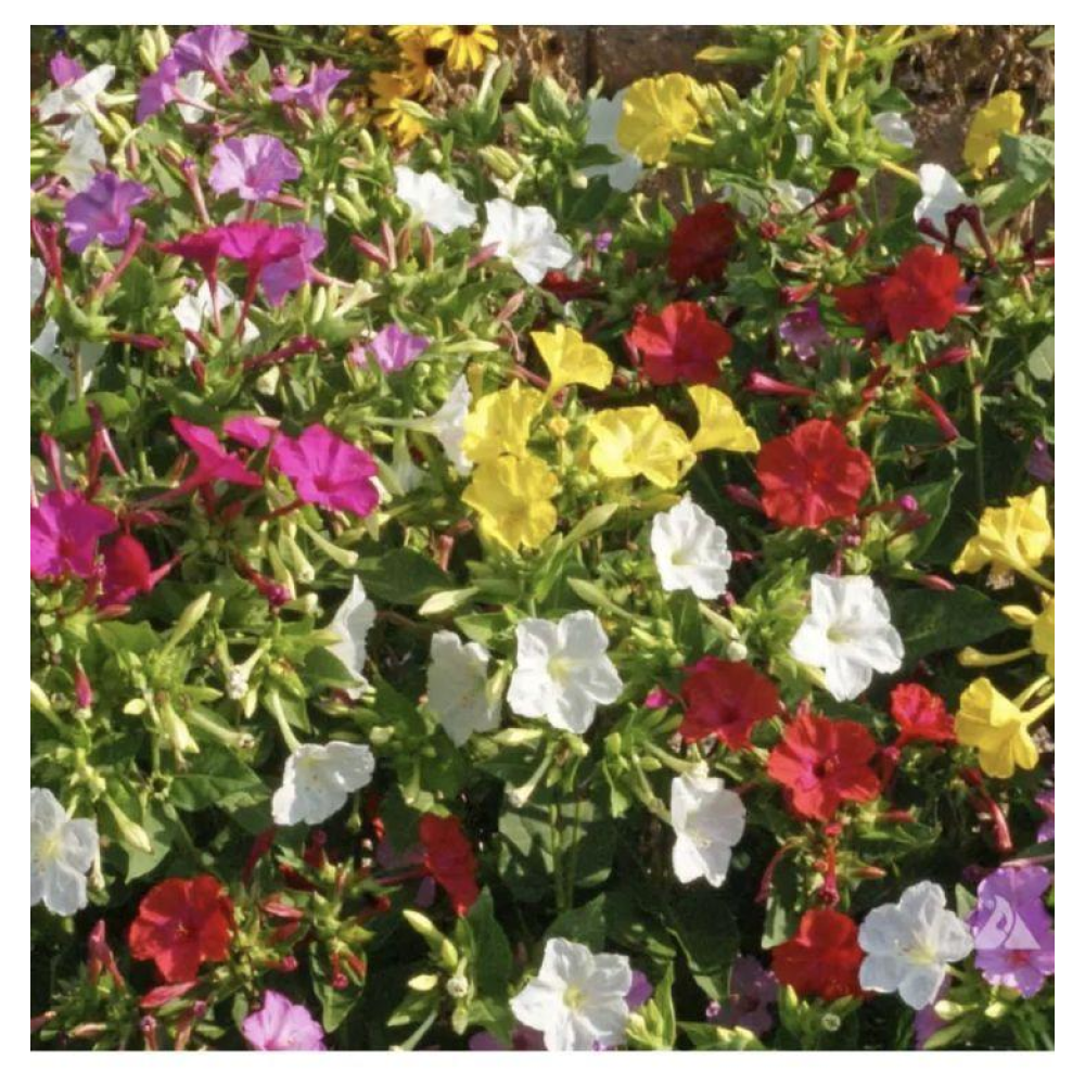 Мірабіліс Нічна красуня 1г / Hem Zaden