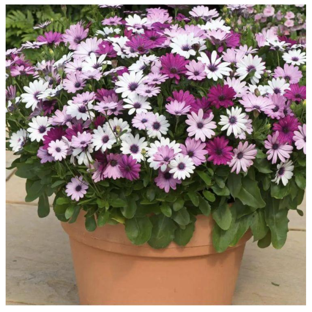 Остеоспермум Балада суміш 10шт / Hem Zaden