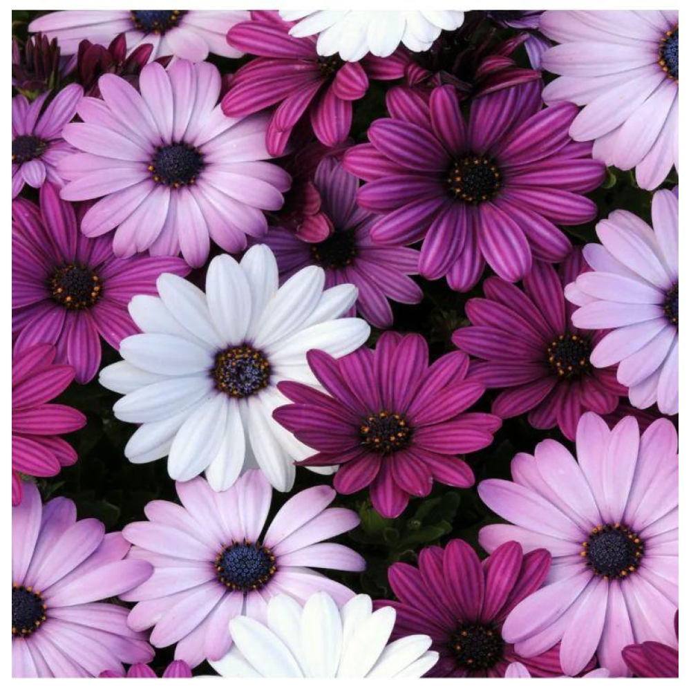 Остеоспермум Балада суміш 10шт / Hem Zaden