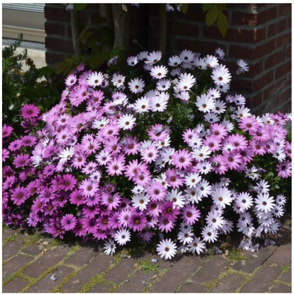 Остеоспермум Балада суміш 10шт / Hem Zaden