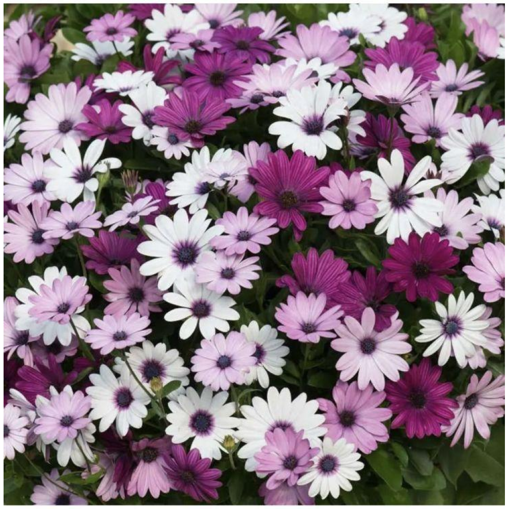 Остеоспермум Балада суміш 10шт / Hem Zaden