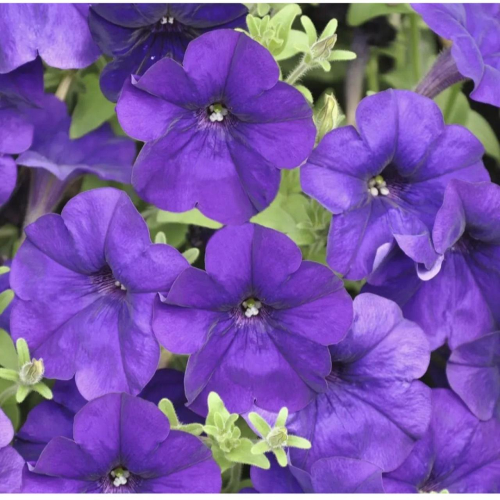 Петунія мультифлора Алдерман 0.2г / Hem Zaden