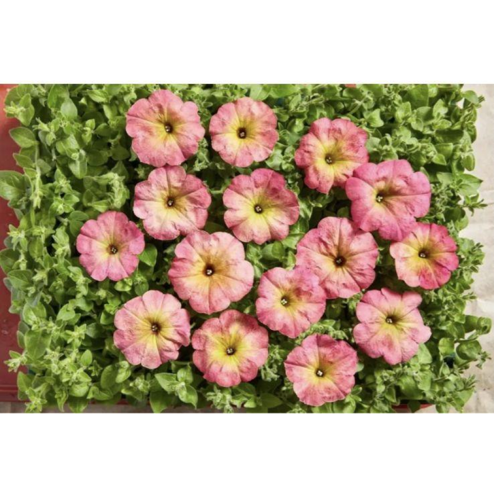 Петунія багатоквітково Зора  F1 20шт  / Cerny