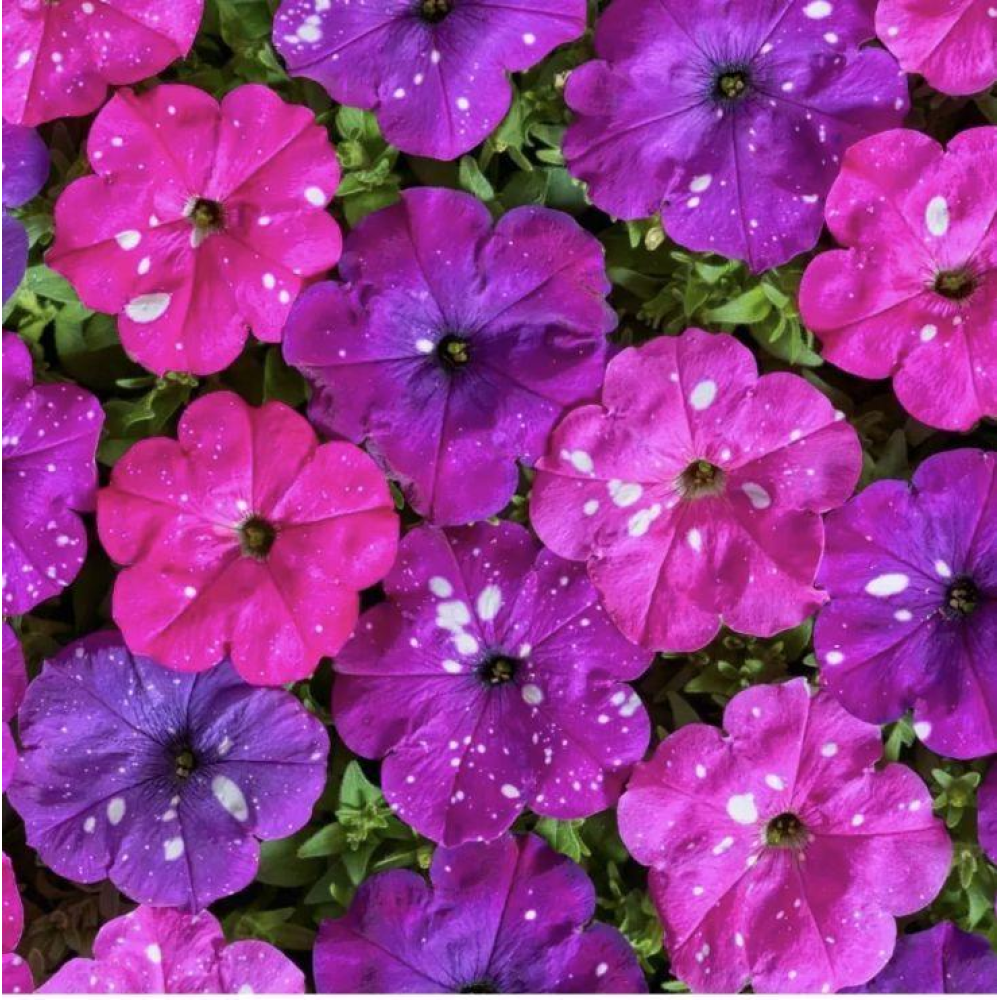 Петунія мультифлора Зоряне небо F1 (Дот Стар F1) 10шт / Cerny