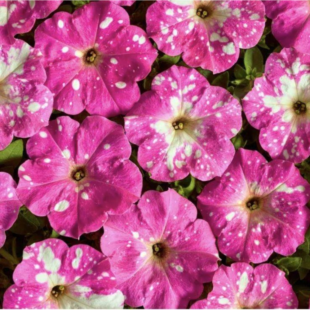 Петунія мультифлора Зоряне небо F1 (Дот Стар F1) 10шт / Cerny