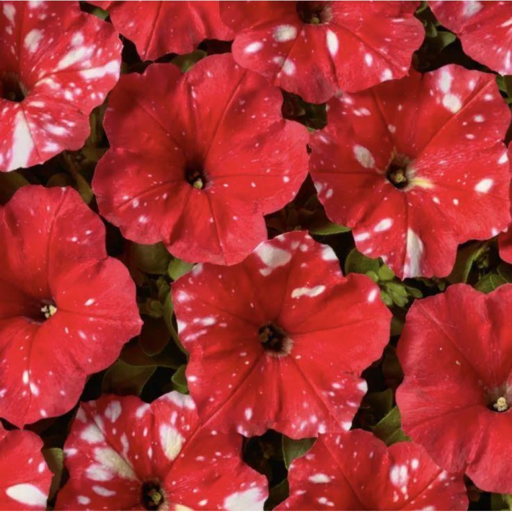 Петунія мультифлора Зоряне небо F1 (Дот Стар F1) 10шт / Cerny