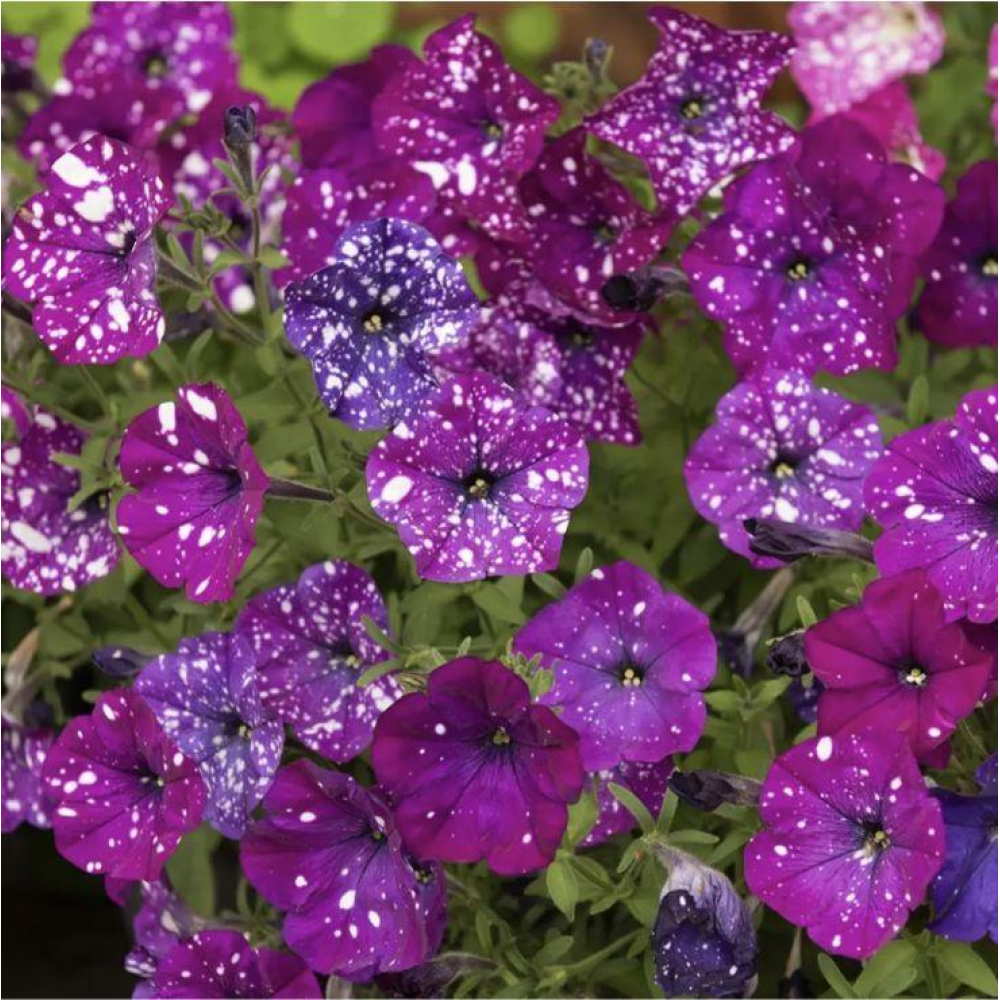 Петунія мультифлора Зоряне небо F1 (Дот Стар F1) 10шт / Cerny