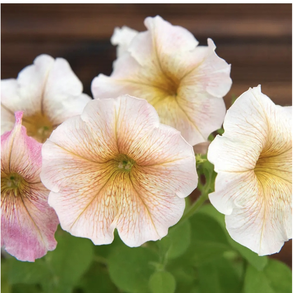 Петунія мультифлора Інгрід F1 20шт  / Cerny