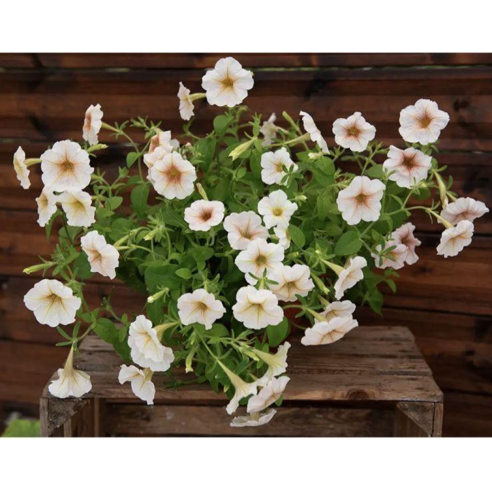 Петунія мультифлора Інгрід F1 20шт  / Cerny