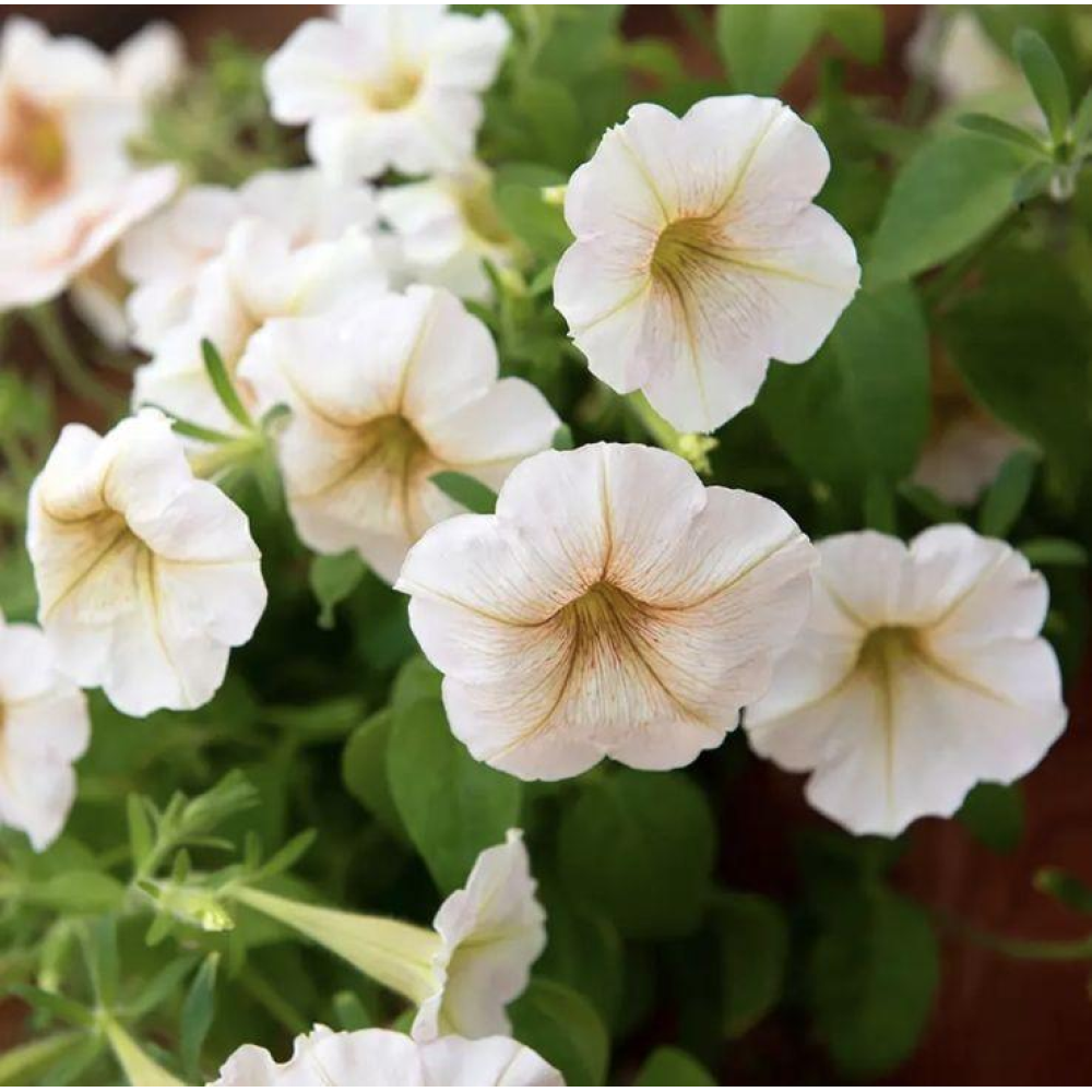 Петунія мультифлора Інгрід F1 20шт  / Cerny