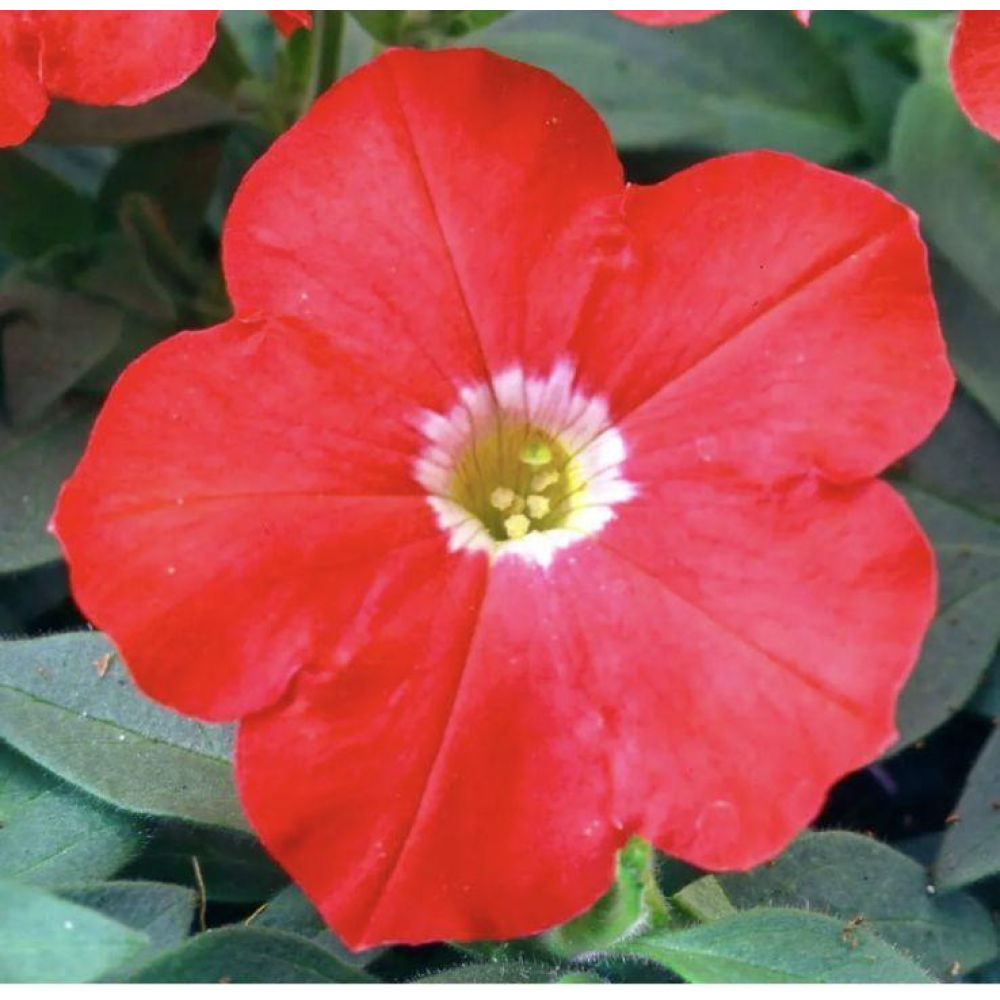 Петунія Ламбада F1 20шт / Hem Genetics