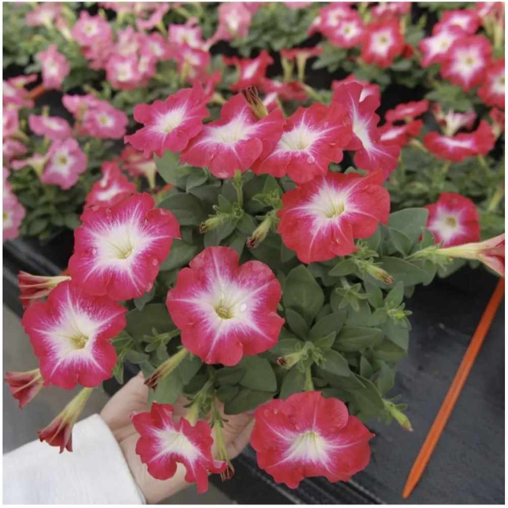 Петунія Ламбада F1 20шт / Hem Genetics