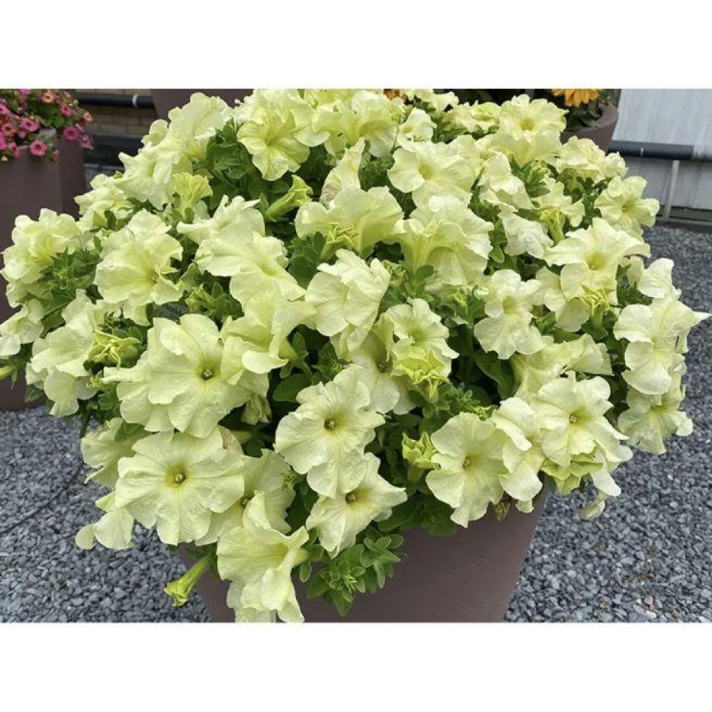 Петунія Лімбо F1 лимонно-жовта / Hem Genetics