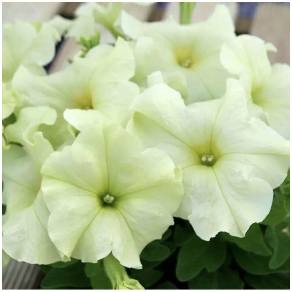 Петунія Лімбо F1 лимонно-жовта / Hem Genetics