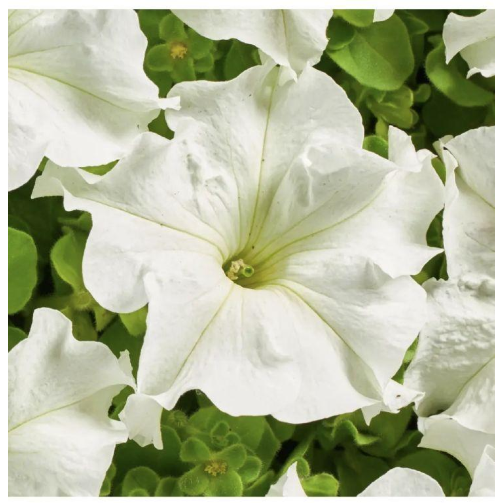 Петунія грандіфлора Містрал F1 біла 20шт / Cerny