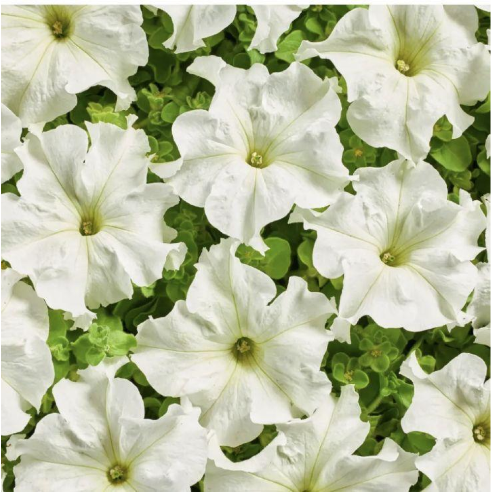 Петунія грандіфлора Містрал F1 біла 20шт / Cerny