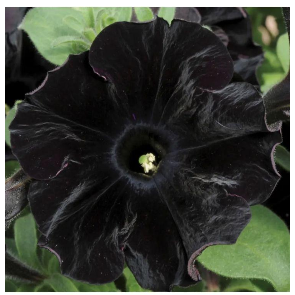 Петунія грандіфлора Софістика F1 блекберрі 5шт / PanAmerican