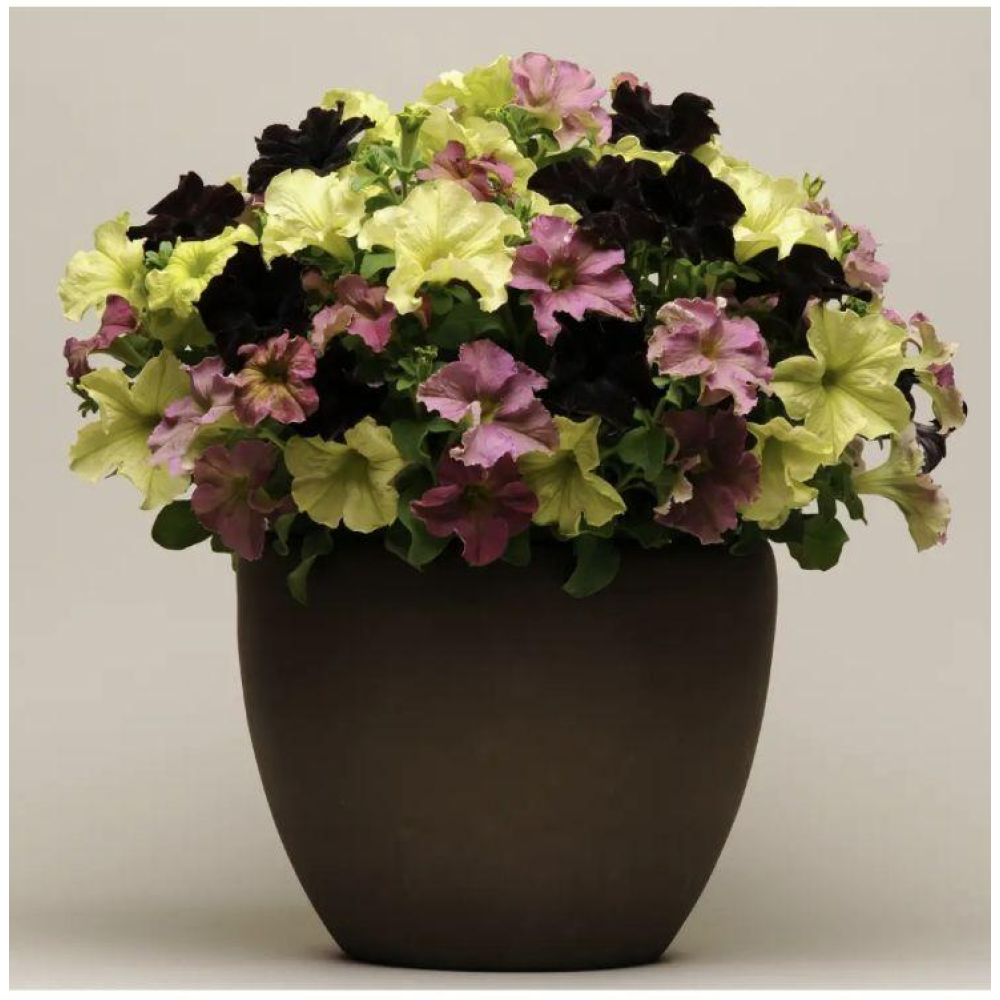 Петунія грандіфлора Софістика F1 блекберрі 5шт / PanAmerican