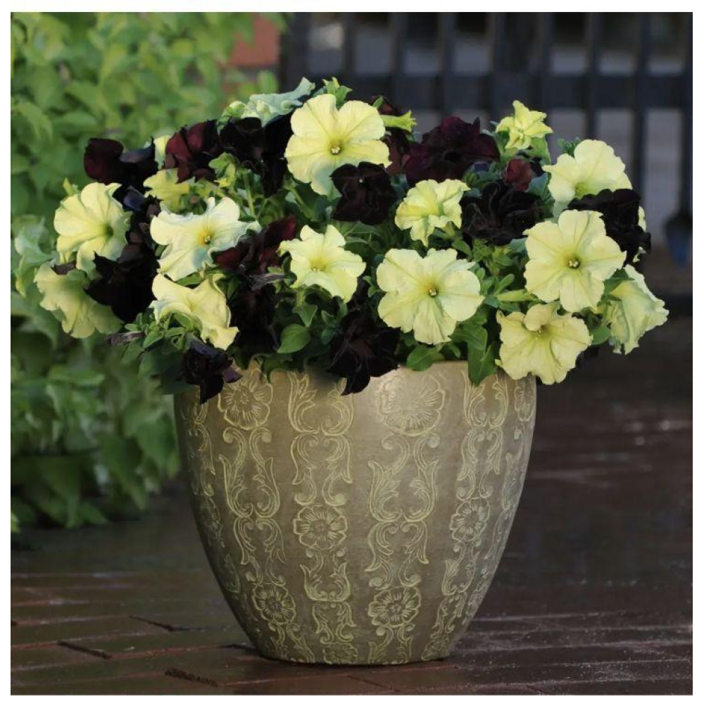 Петунія грандіфлора Софістика F1 блекберрі 5шт / PanAmerican