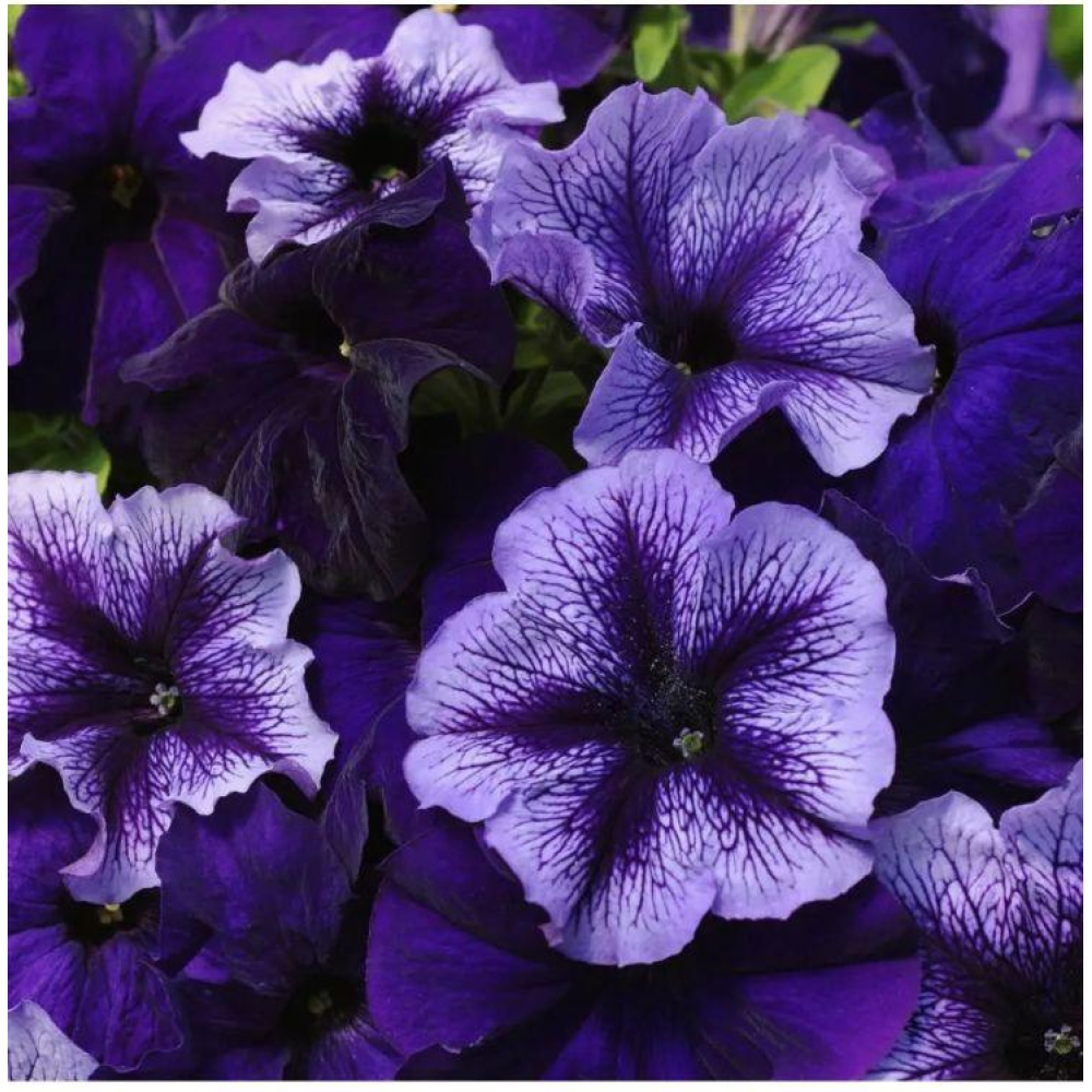 Петунія грандіфлора Тритунія F1 Полярне сяйво 20шт/ Syngenta Flowers