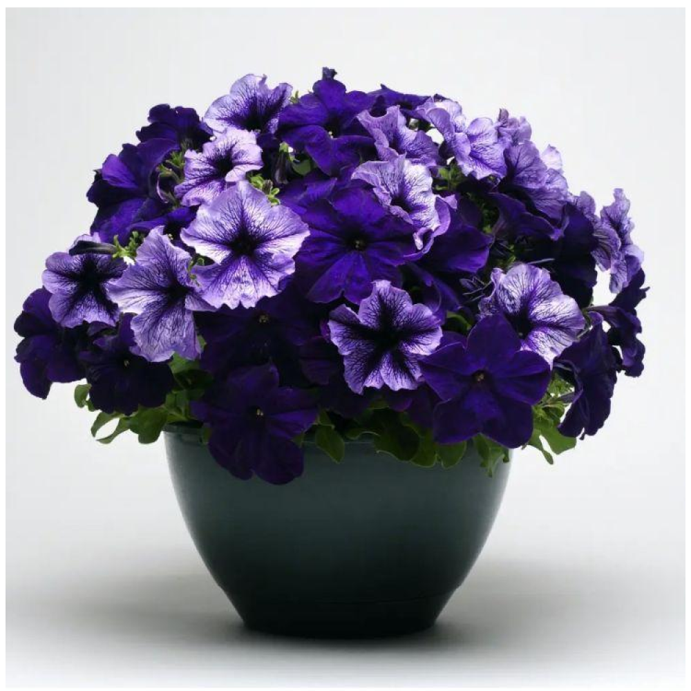 Петунія грандіфлора Тритунія F1 Полярне сяйво 20шт/ Syngenta Flowers