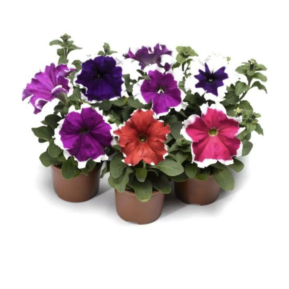 Петунія грандіфлора Фрост F1 20шт / Syngenta Flowers