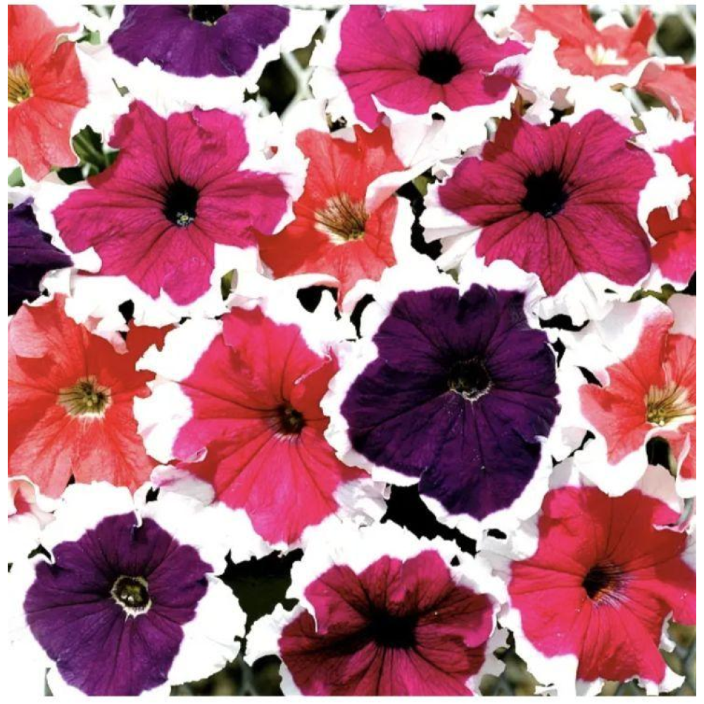 Петунія грандіфлора Фрост F1 20шт / Syngenta Flowers