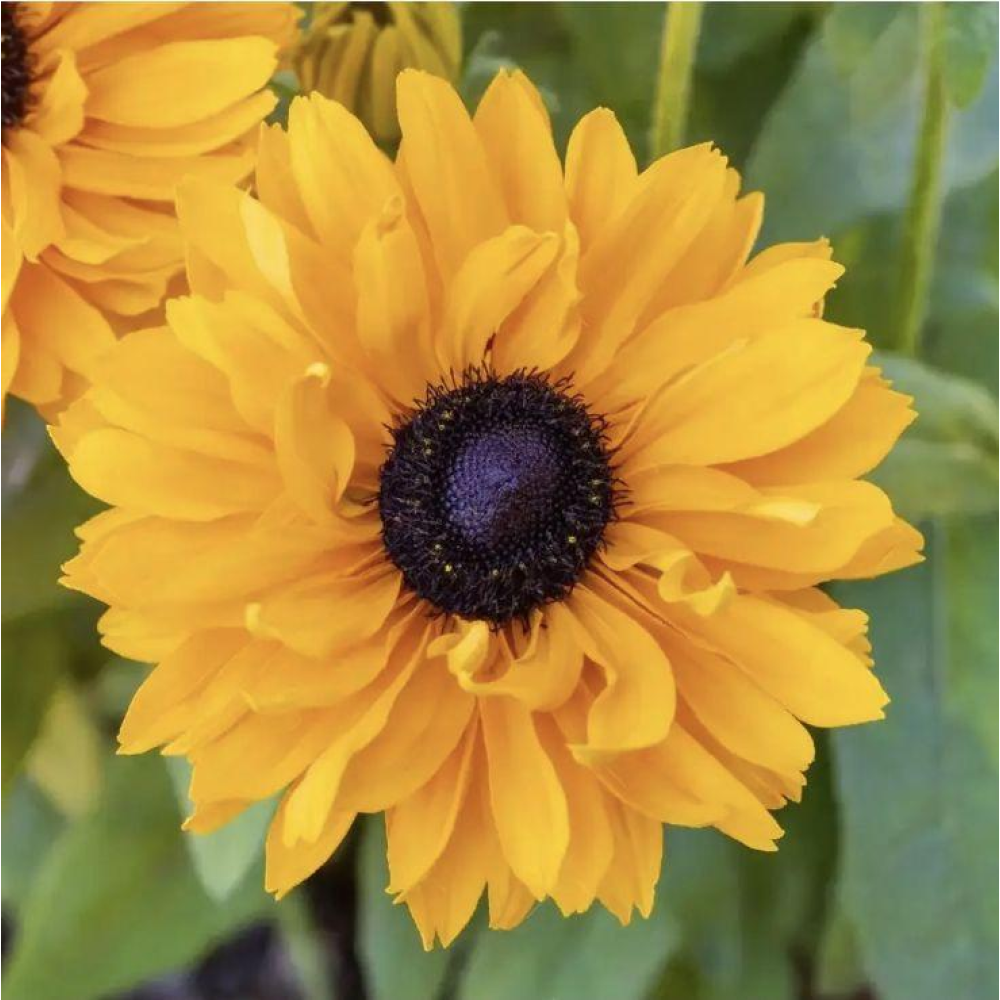 Рудбекія махрова Голділокс 0.1г / Hem Zaden