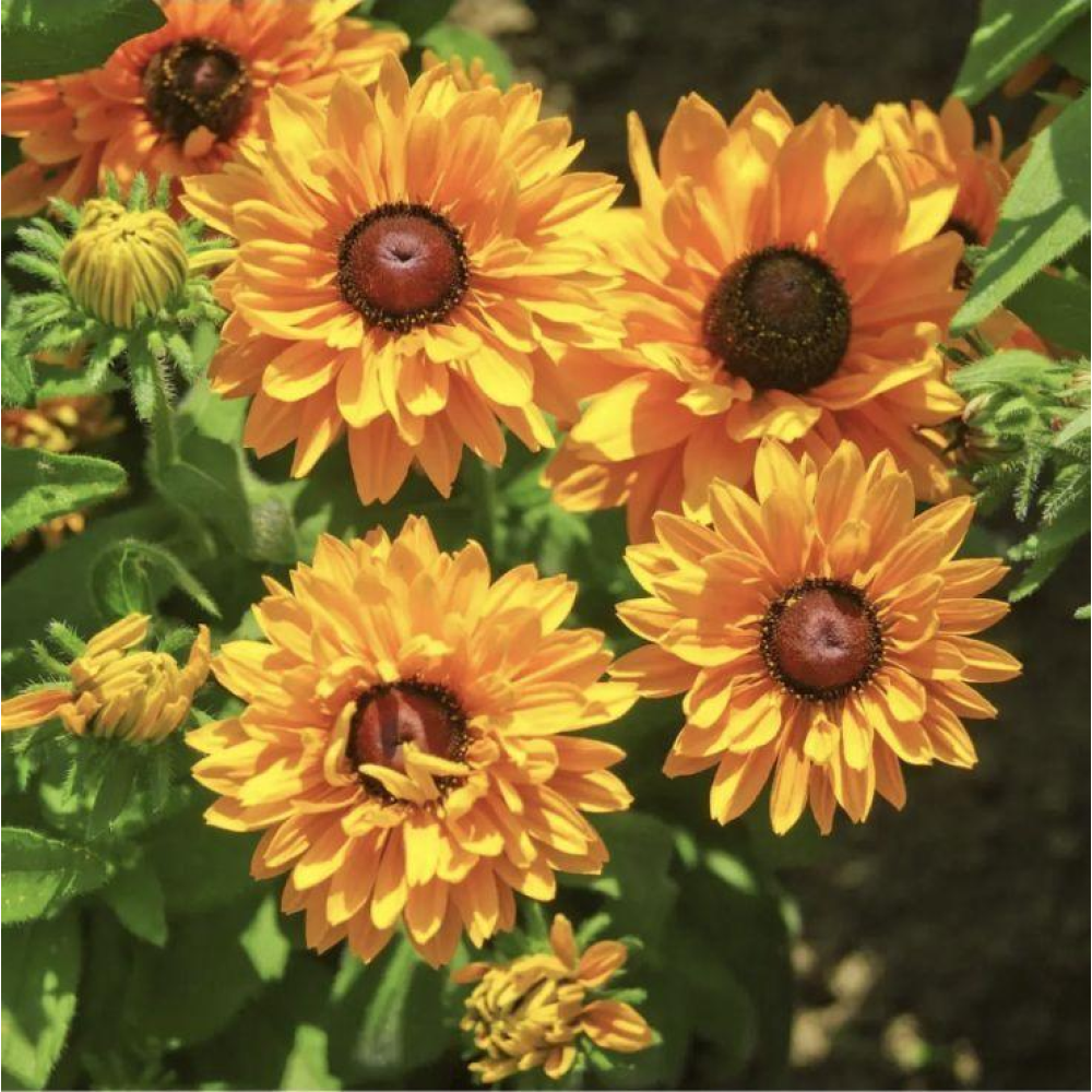 Рудбекія махрова Голділокс 0.1г / Hem Zaden